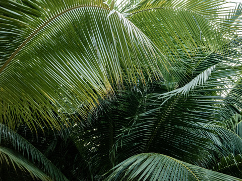 热带植物椰树棕榈叶