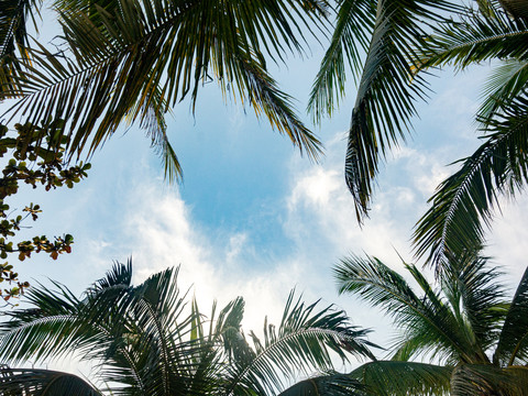 热带植物椰树棕榈叶