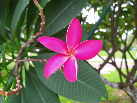 鸡蛋花