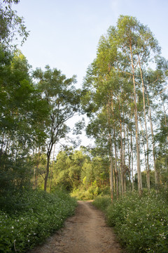 林间小路