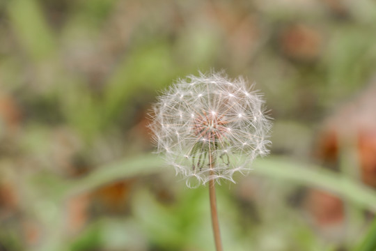 蒲公英花