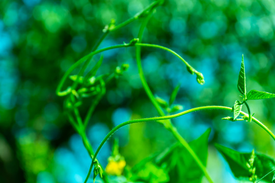 植物背景虚化