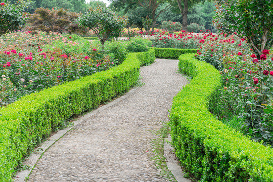 杭州花圃园林景观月季花