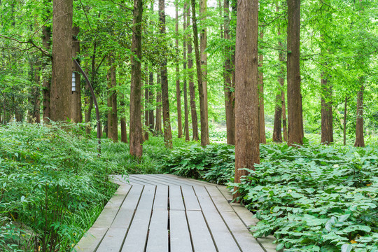 阳光树林里木板路