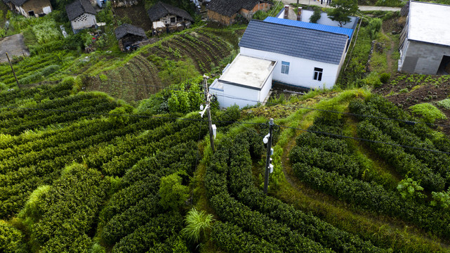 牯牛降高山茶园