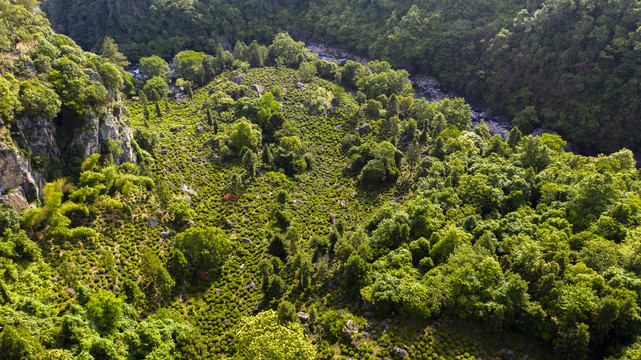 牯牛降高山茶园