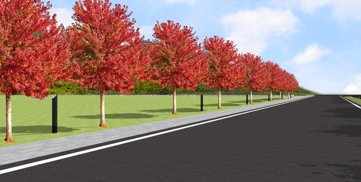 美國紅楓道路綠化