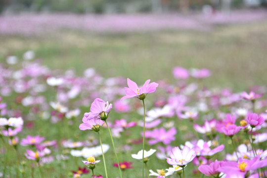 格桑花