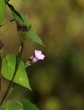 牵牛花