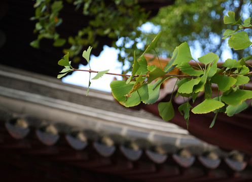 银杏树