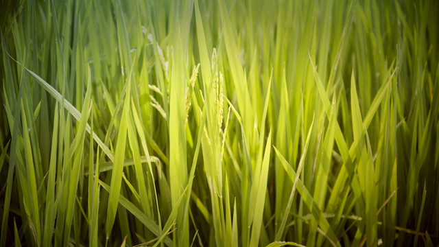 初秋稻田禾苗绿色植物平视