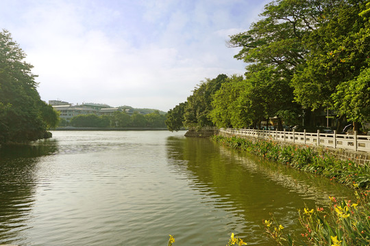 惠州西湖南湖的湖水和绿树