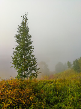 晨雾一棵树