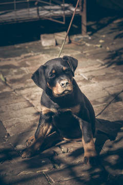 斯莫兰德猎犬