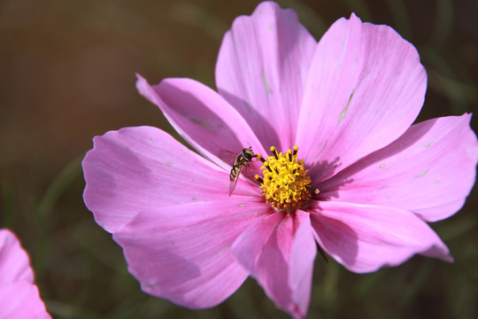 花粉引来蜜蜂