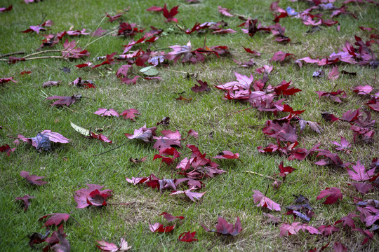 秋叶红叶