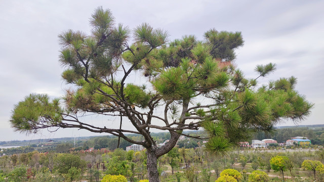 松树