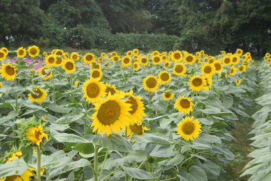 向日葵种植园地