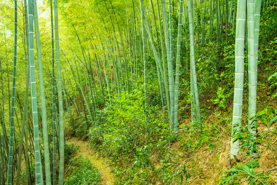 竹林竹山