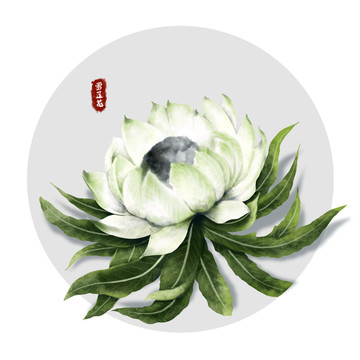 手繪雪蓮花