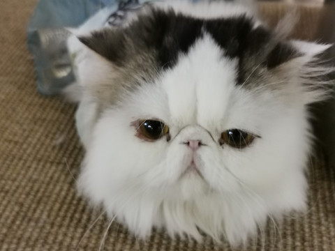 加菲猫