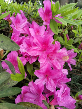 毛杜鹃微距特写红花粉嫩绿化带