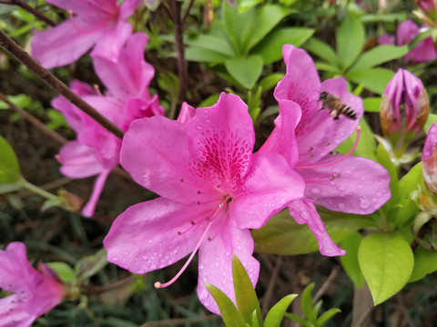 毛杜鹃微距特写红花粉嫩绿化带