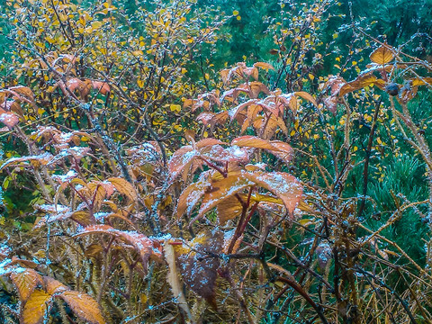 落雪的秋叶