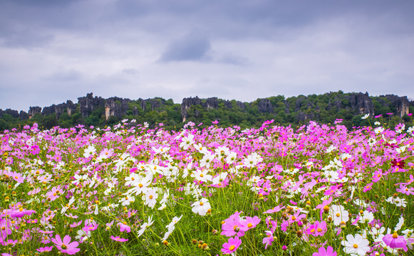 格桑花花海