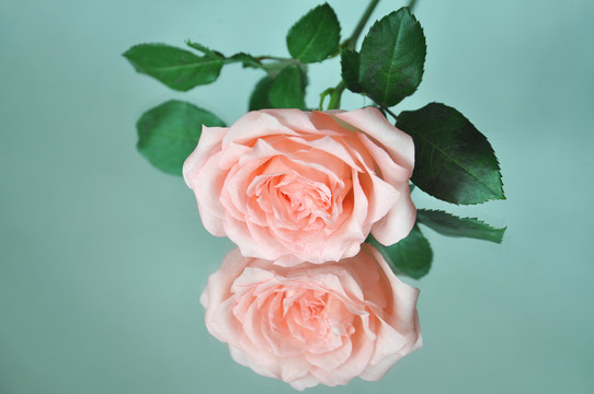 一枝粉色玫瑰花