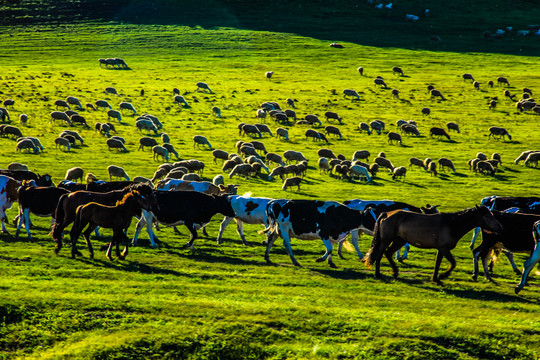 牛群羊群马群草原