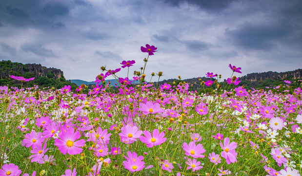 波斯菊花海