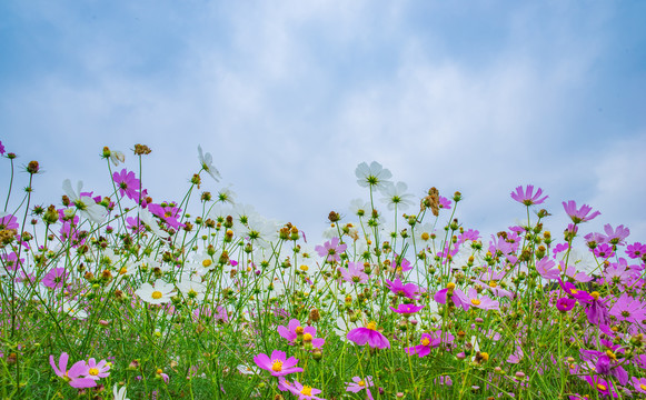 波斯菊花海