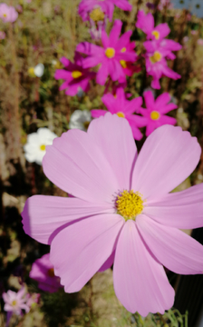 格桑花开