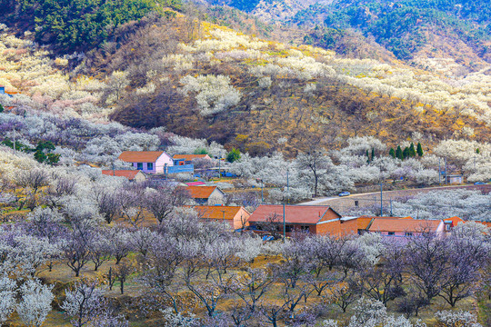 青岛崂山樱桃