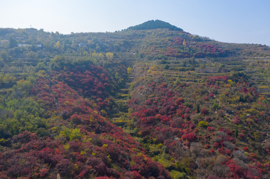 航拍济南弯弯地红叶008