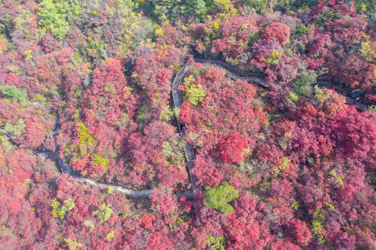 航拍济南弯弯地红叶010