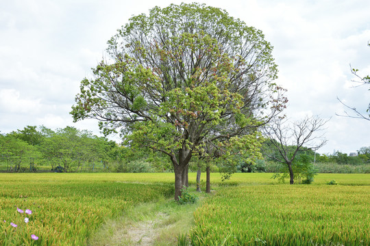 田园一棵树