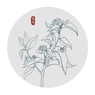 龍葵白描