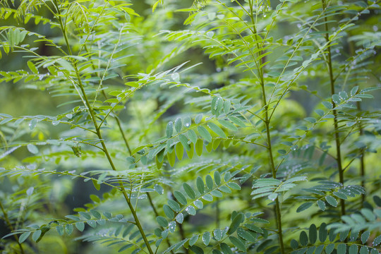 森林植被