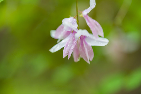 森林植被