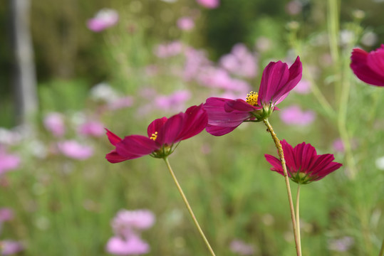 格桑花