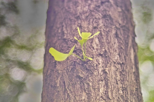 银杏树