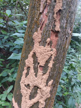 蚂蚁上树的路自然关系