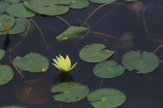 睡莲花