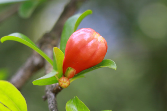 石榴花含苞待放