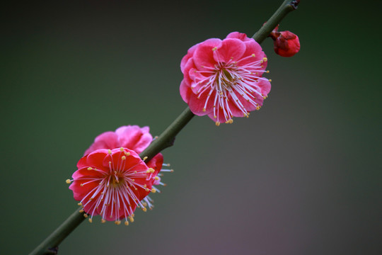 两朵高清的桃花