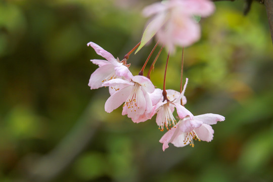 春天垂丝海棠花开