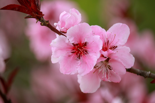 春天盛放的桃花