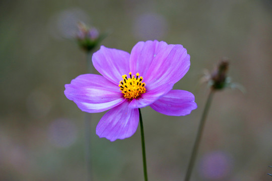 高清格桑花波斯菊